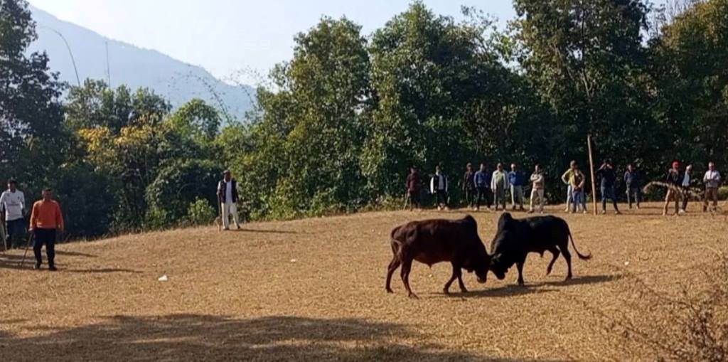 परेवाडाँडामा गोरु जुधाइ प्रतियोगिता