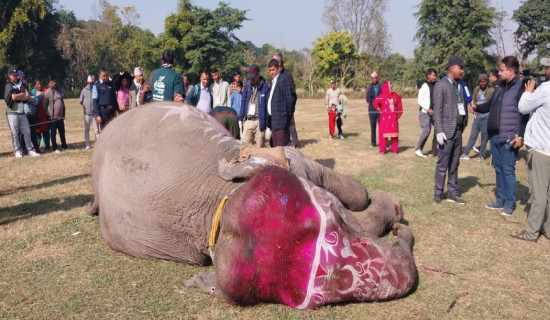 हात्तीको स्वास्थ्य परीक्षण