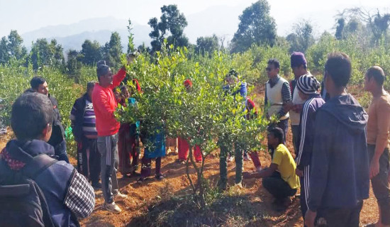 फलफूलको बगैँचा व्यवस्थापनमा किसान व्यस्त