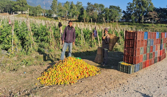 गोलभेँडा बेचेर वार्षिक सात लाख मुनाफा