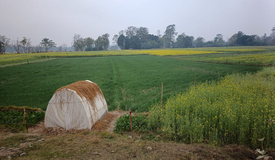 चाबहिलका मानन्धरको हेटौँडाको होटेलमा मृत्यु