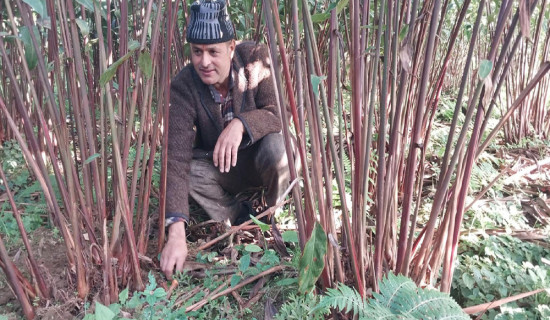 एकै परिवारद्वारा एक वर्षमा ३४ लाखको अलैँची उत्पादन