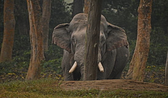 रोनाल्डो हात्ती