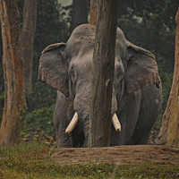 व्यवस्थापकीय शक्ति सन्तुलन र कार्यकौशलतालाई सम्बोधन गर्न राष्ट्रिय सभा : अध्यक्ष दाहाल