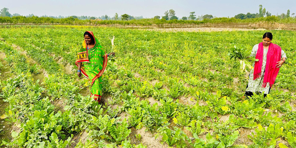 सामूहिक तरकारीखेती गर्दै सिसवोनीका दलित महिला