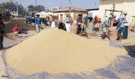 धान उत्पादन चार प्रतिशतले बढ्यो