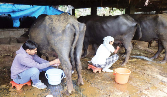 विदेश छाडेर पशुपालनमा रमाउँदै दाजुभाइ