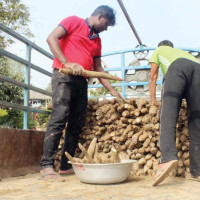 म्याग्दीका किसानलाई आलु भित्र्याउने चटारो