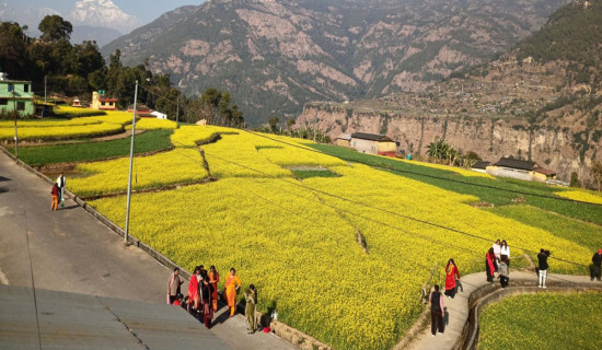 म्याग्दीको रत्नेचौरका तोरीबारीमा टिकटिक बनाउने भीड