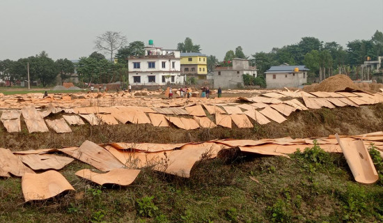 घाममा सुकाइएको कच्चा प्लाई उठाउँदै मजदुर