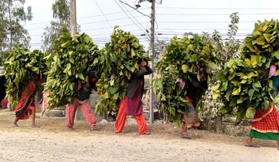 विपन्नको जीविकोपार्जनमा प्रभावकारी बनेनन् सामुदायिक वन