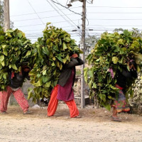 थारु गाउँबस्तीमा माघीको रमझम सुरु