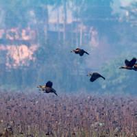 भक्तपुरका किसानलाई धान रोप्ने चटारो