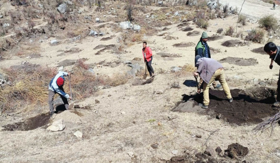 स्याउ र ओखरको क्षेत्र विस्तार गरिँदै