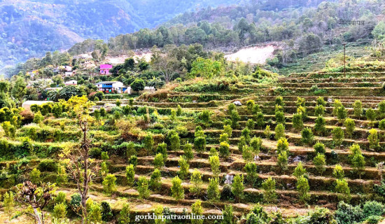 कागजमा लैङ्गिक समानता, व्यवहारमा असमानता