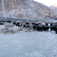 मनास्लु हिमालमा हिमपहिरो, बूढीगण्डकी नदी आसपासका क्षेत्रमा उच्च जोखिम