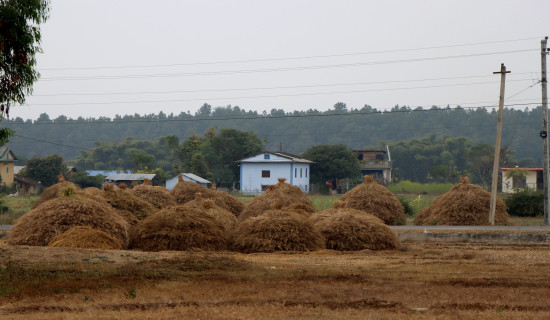 तोरीको कुन्यु