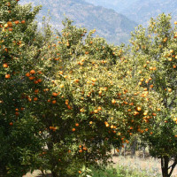 सुनिरा र रितिक च्याम्पियन