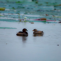 सांसदहरूको सुझावअनुसार नीति कार्यक्रम र बजेट तर्जुमा हुन्छ : अर्थमन्त्री पुन