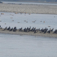 कोभिड नियन्त्रण गर्न जनस्वास्थ्यका मापदण्ड पालना गर्न गण्डकी प्रदेशको आग्रह