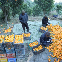 दूध बिक्री गरेर फर्किदै किसान