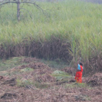 सरकारको अनुदानबाट बनेको हाटबजार सञ्चालनमा ल्याउन निर्देशन