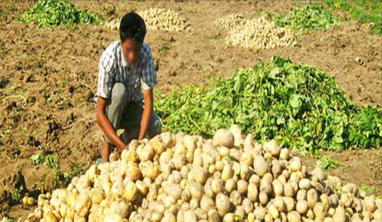 समावेशीकरणको दिशामा नयाँ फड्को : गोरखापत्रद्वारा प्रकाशित भोटे भाषा