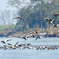 ट्रककाे ठक्करबाट एक युवाको मृत्यु