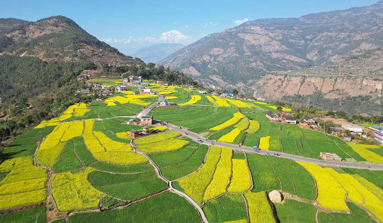 रत्नेचौरको तोरीबारी र धौलागिरि हिमाल