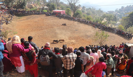 नुवाकोटमा गोरु जुधाइ