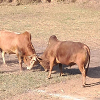 २६ केजीसम्म निकासी हुने यार्सागुम्बा अब आधा केजी मात्रै !