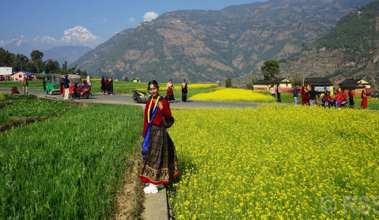 कोदोको उत्पादन घट्दै माग र मूल्य बढ्दै