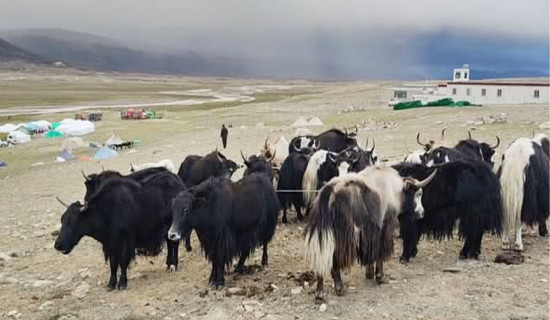 अज्ञात रोग नियन्त्रण गर्न पशुलाई खोप