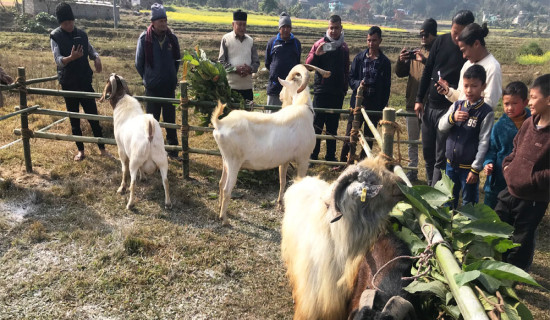 तनहुँमा उन्नत बोका प्रदर्शनी सुरु