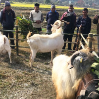 तनहुँमा उन्नत बोका प्रदर्शनी सुरु