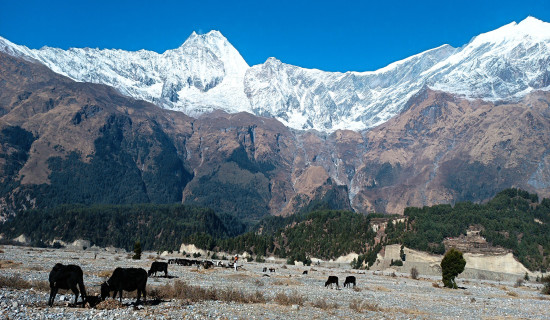 मुस्ताङको सिर्कुङमा चर्दै पशुचौपाया