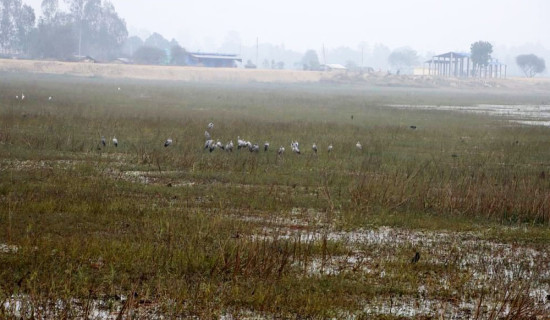 बर्दियामा पानी चराको सङ्ख्या बढ्दाे