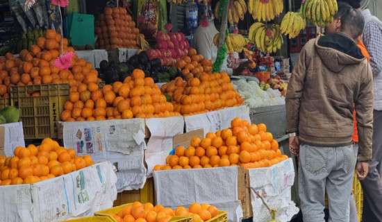 सुन्तला उत्पादन घटेपनि मूल्य वृद्धि हुँदा किसान उत्साहित