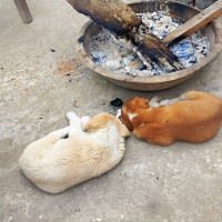 प्रतितोला  चार सयले बढ्दा सुनको मूल्यमा कीर्तिमान