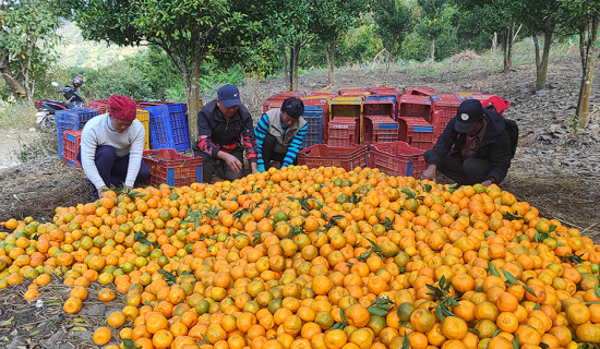 पर्वतको बाँसखर्कमा सुन्तला महोत्सव