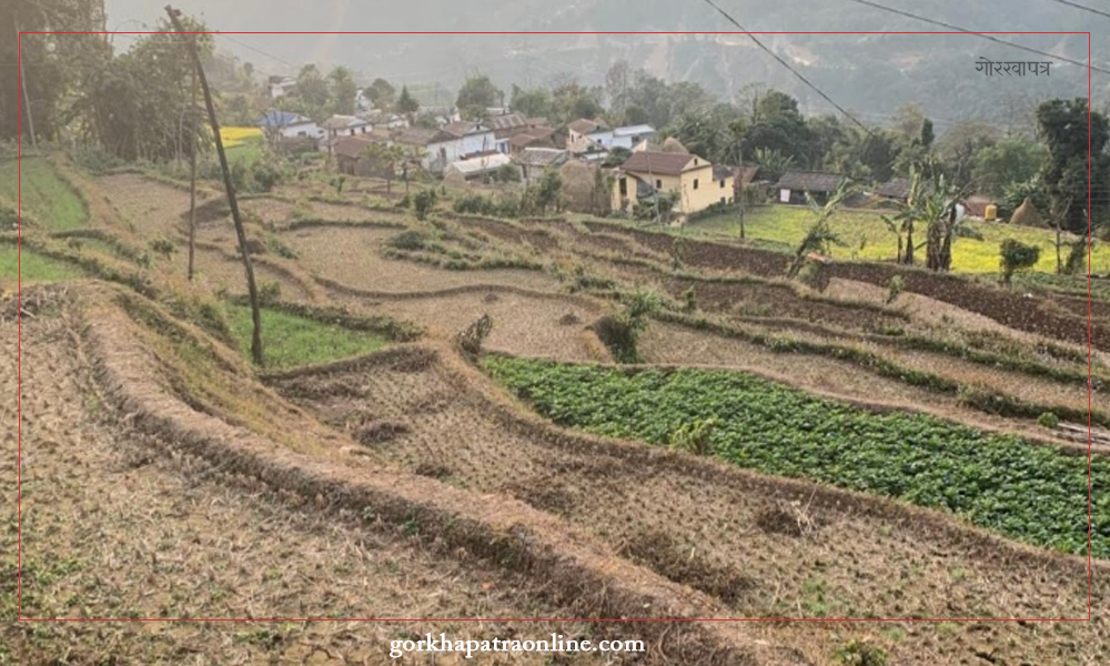 काँक्राको बिउ उत्पादनले प्रख्यात गाउँ