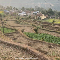 चौबिस वर्षदेखि वनपाखामा भेँडाबाख्रासँग रमाउँदै लमजुङ गुरुङ