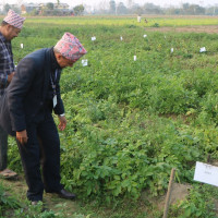 काँक्राको बिउ उत्पादनले प्रख्यात गाउँ