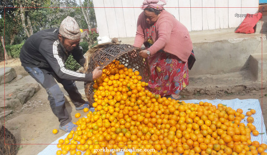 मोरङमा उम्मेदवारको मृत्यु : मङ्सिर ४ मै मतदान