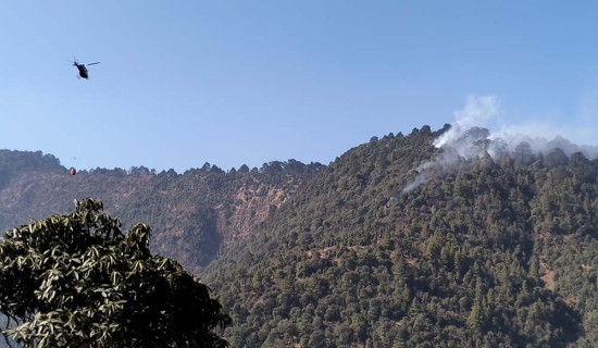 नवलपुरमा मौरी पालन व्यवसाय फस्टाउँदो