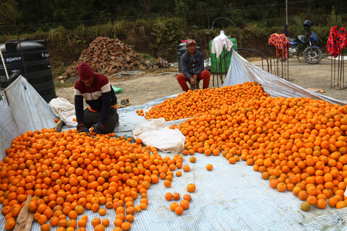 गोरखामा सुन्तला उत्पादन घट्यो