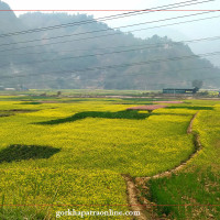 राष्ट्रिय सभाका उपाध्यक्ष अर्यालको राजीनामा