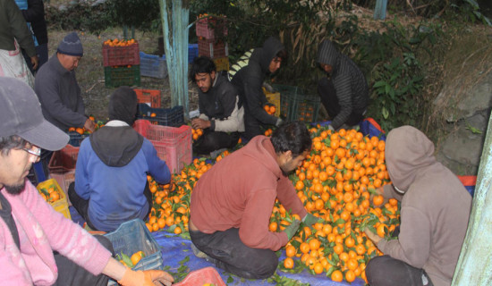 सुन्तलाखेतीले फेरियो दोसल्ले गाउँको मुहार