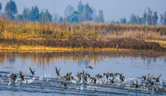 ताल तथा सीमसार क्षेत्रमा पाइने चराको अस्तित्व खतरामा