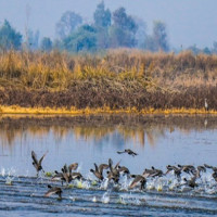 थारू साँस्कृतिक कृषि, पर्यटन तथा माघ महोत्सवको तयारी पूरा